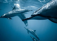 开云平台登录-谷爱凌：2025年是网暴谣言最严重的一年，也是最难的一年